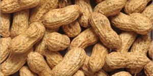 Organic Red Skin Peanuts