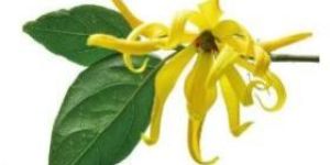 Ylang Ylang Essential Oil