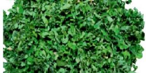 Vacuum Dehydrated Moringa Leaves