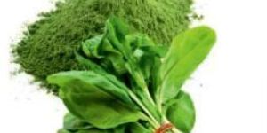 Vacuum Dehydrated Spinach Leaves