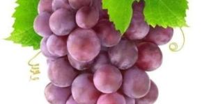 Purple Grapes