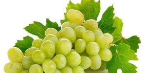 Thompson Seedless Grapes