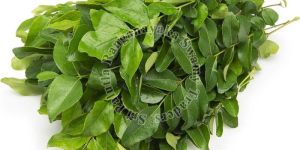 Fresh Curry Leaves