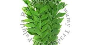 Natural Curry Leaves