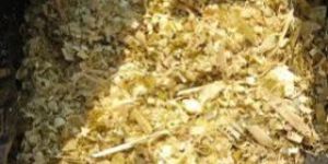 a Grade Organic Corn Silage