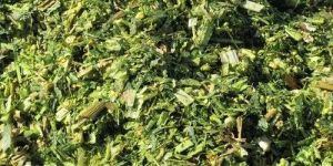 CATTLE FEED MAIZE SILAGE