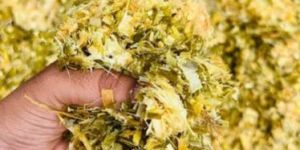 Cow Feed Corn Silage