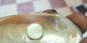 Natural Button Mother of Pearl Sea Shell
