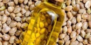 Hemp Seed Oil