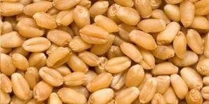 Hybrid WH 147 Wheat Seed