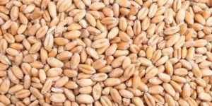 PBW 323 Wheat Seeds
