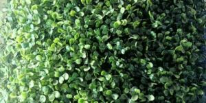 Artificial Vertical Garden