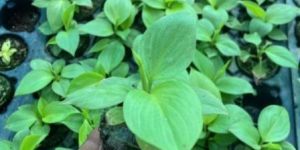 Homalomena Lemon Plants