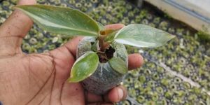 Pink Princess Plants