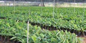 Tissue Culture G9 Banana Plants