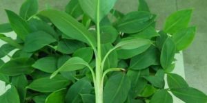 Tissue Culture Williams Banana Plants