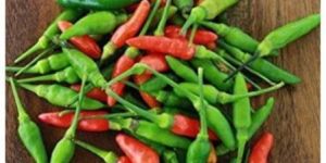 Bird Eye Chilli