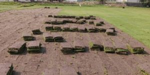 10 Sq Ft Green Korean Grass