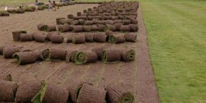 10sq Ft Taiwan Lawn Grass