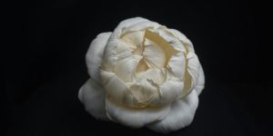 Sola Wood Peony Flower