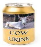 Cow Urine