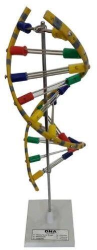 DNA Model