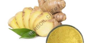 Zingiber Officinale Tuber Extract