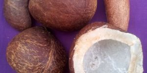 Dried Coconut
