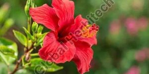 Petals Hibiscus Flower