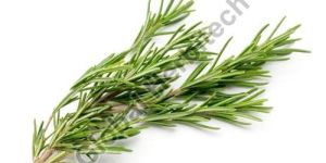 Rosemary Herb