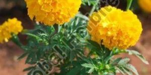 Tagetes Marigold Flower