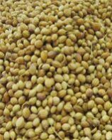CORIANDER PAROT