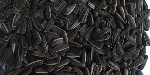 Sunflower Seed