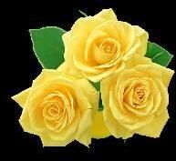 Yellow Rose