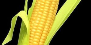 Hybrid Maize Corn 9000