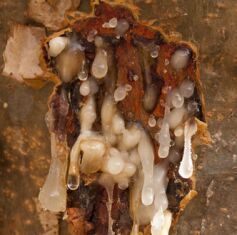 Olibanum, Frankincense Oil