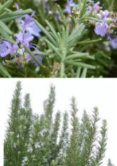 Rosemary Oil