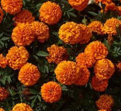 Tagetes Oil