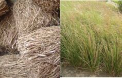 Vetiver Cultivated Oil