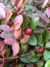 Wintergreen Oil