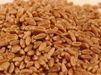 Wheat
