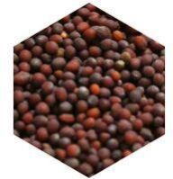 Mustard Oil Seeds