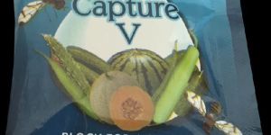 Capture - V Bactrocera cucurbita