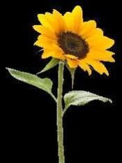 SUN FLOWER