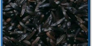 Niger Seed