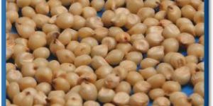 Sorghum
