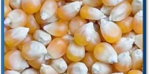 Yellow Maize