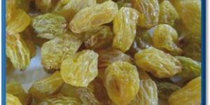Yellow Raisin