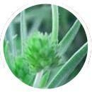 Psyllium Husk and Powder