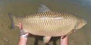 Grass Carp Fish